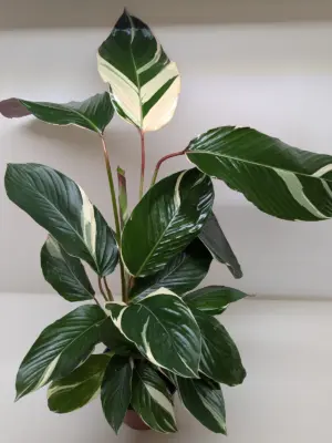 Calathea 'Princess Dalya' houseplant