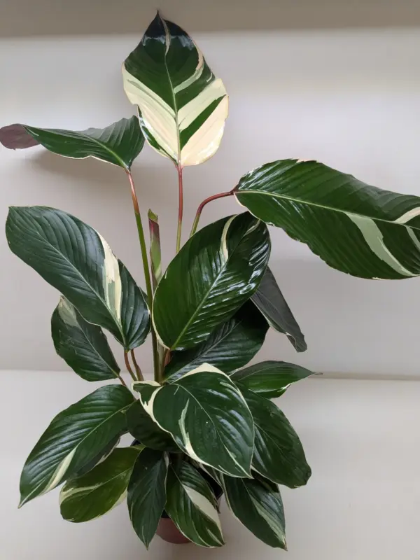 Calathea 'Princess Dalya' houseplant