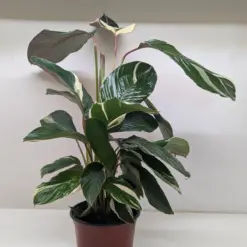 Calathea 'Princess Dalya' — additional view