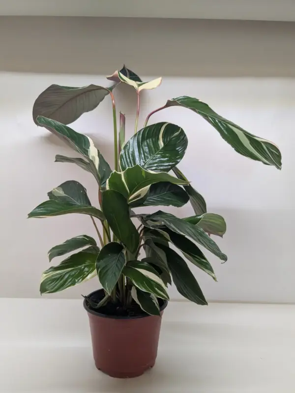 Calathea 'Princess Dalya' — additional view