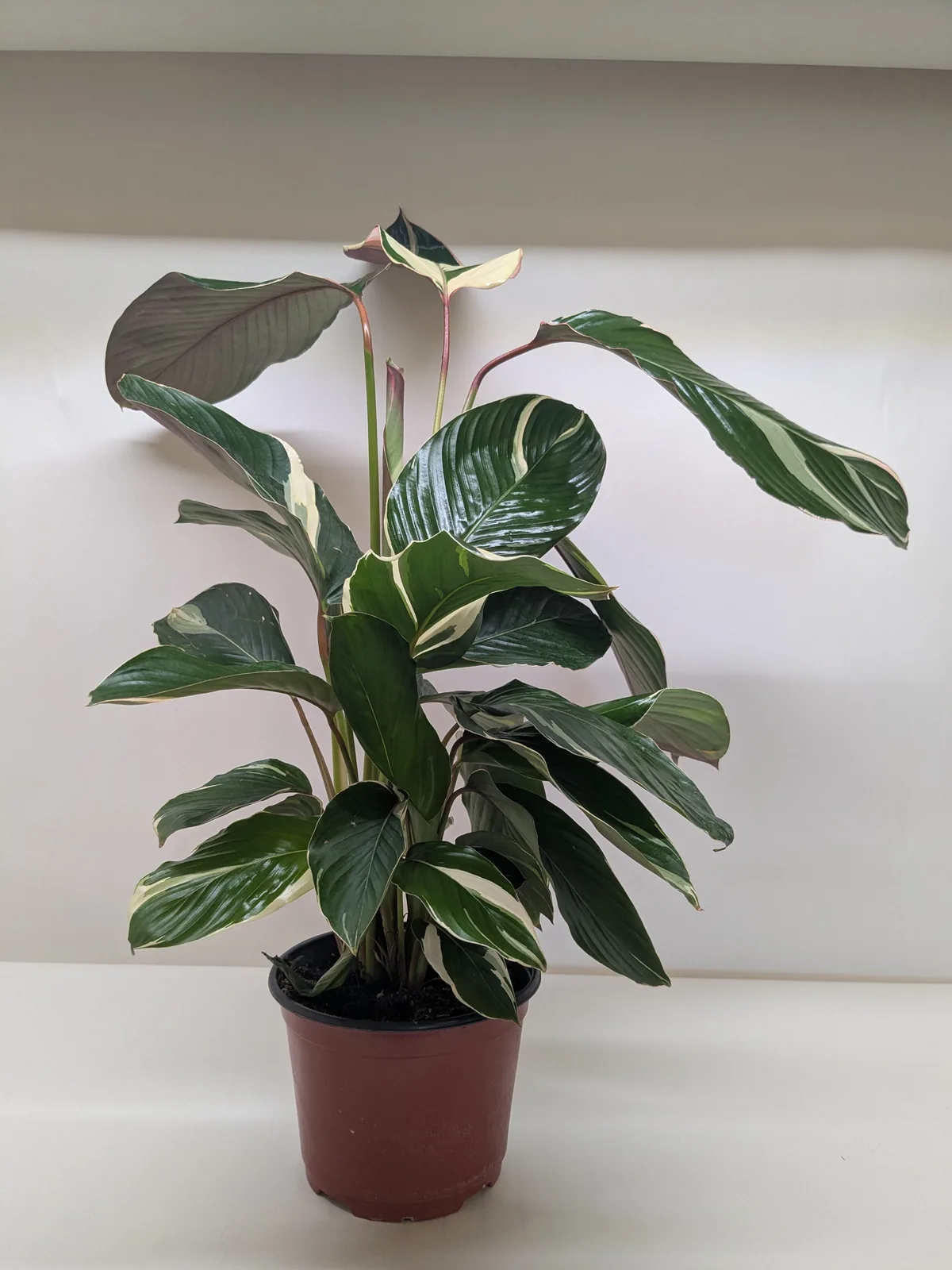Calathea 