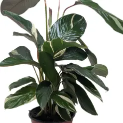 Calathea 'Princess Dalya' — square crop