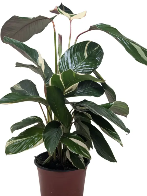 Calathea 'Princess Dalya' — square crop