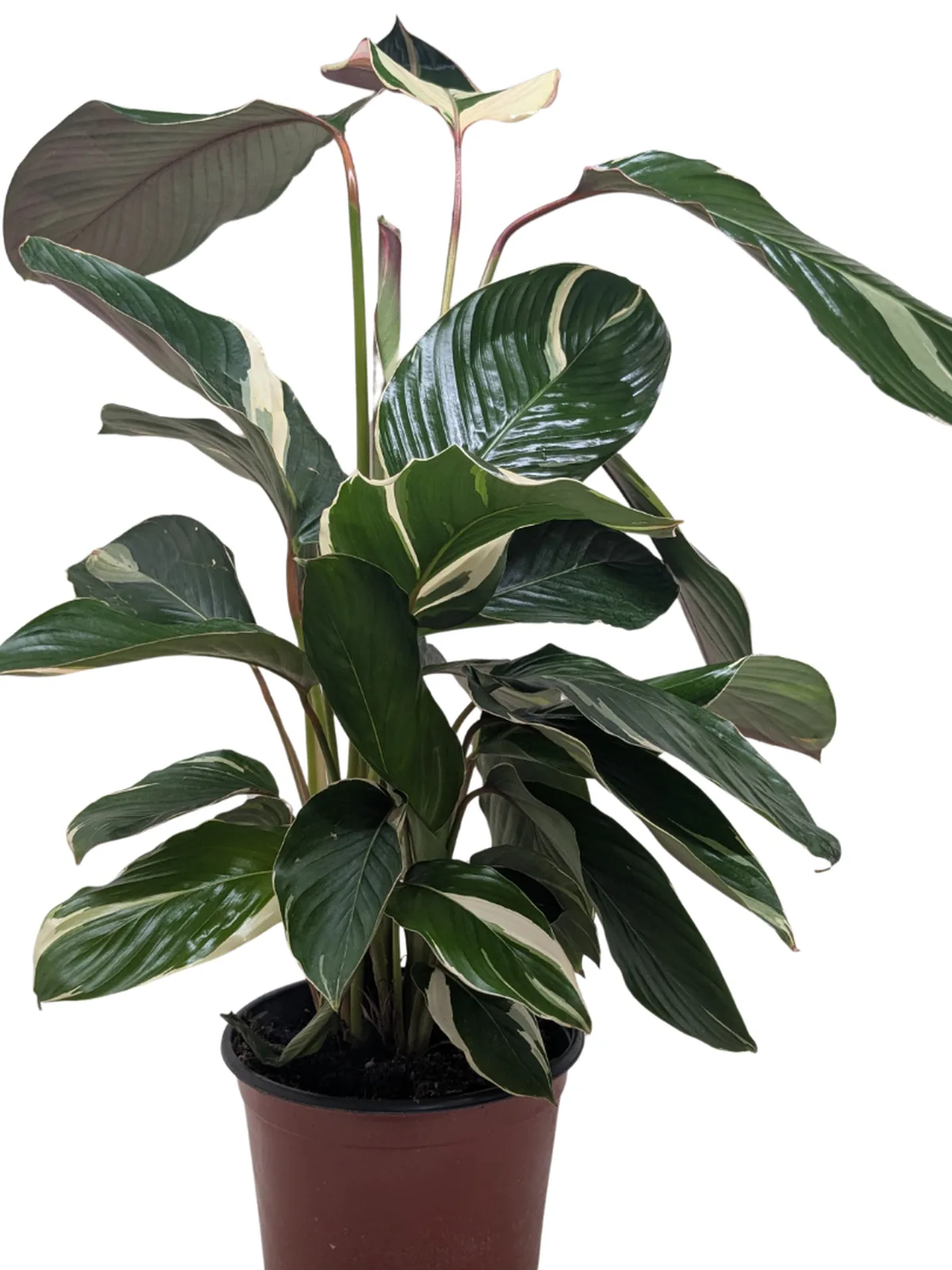 Calathea 
