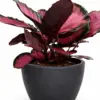 Calathea 'Purple Rose' houseplant