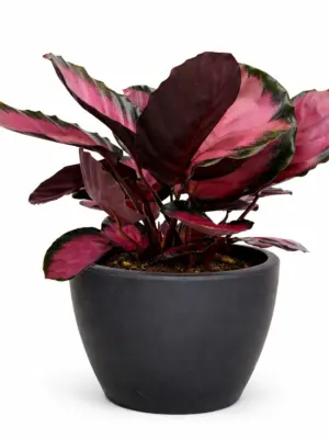 Calathea 'Purple Rose' houseplant