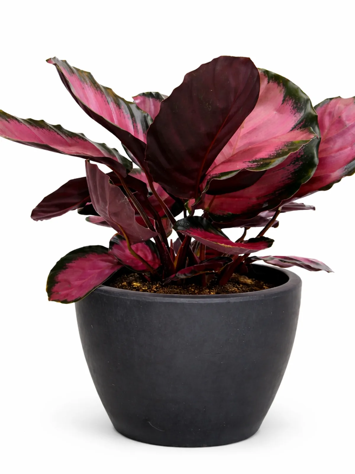 Calathea 