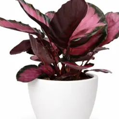 Calathea 'Purple Rose' — additional view