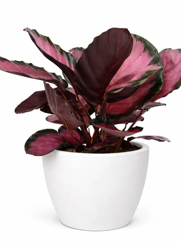 Calathea 'Purple Rose' — additional view