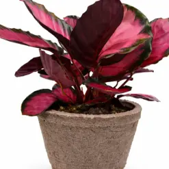 Calathea 'Purple Rose' — additional view
