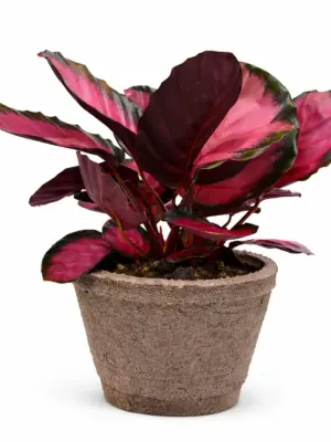 Calathea 'Purple Rose' — additional view