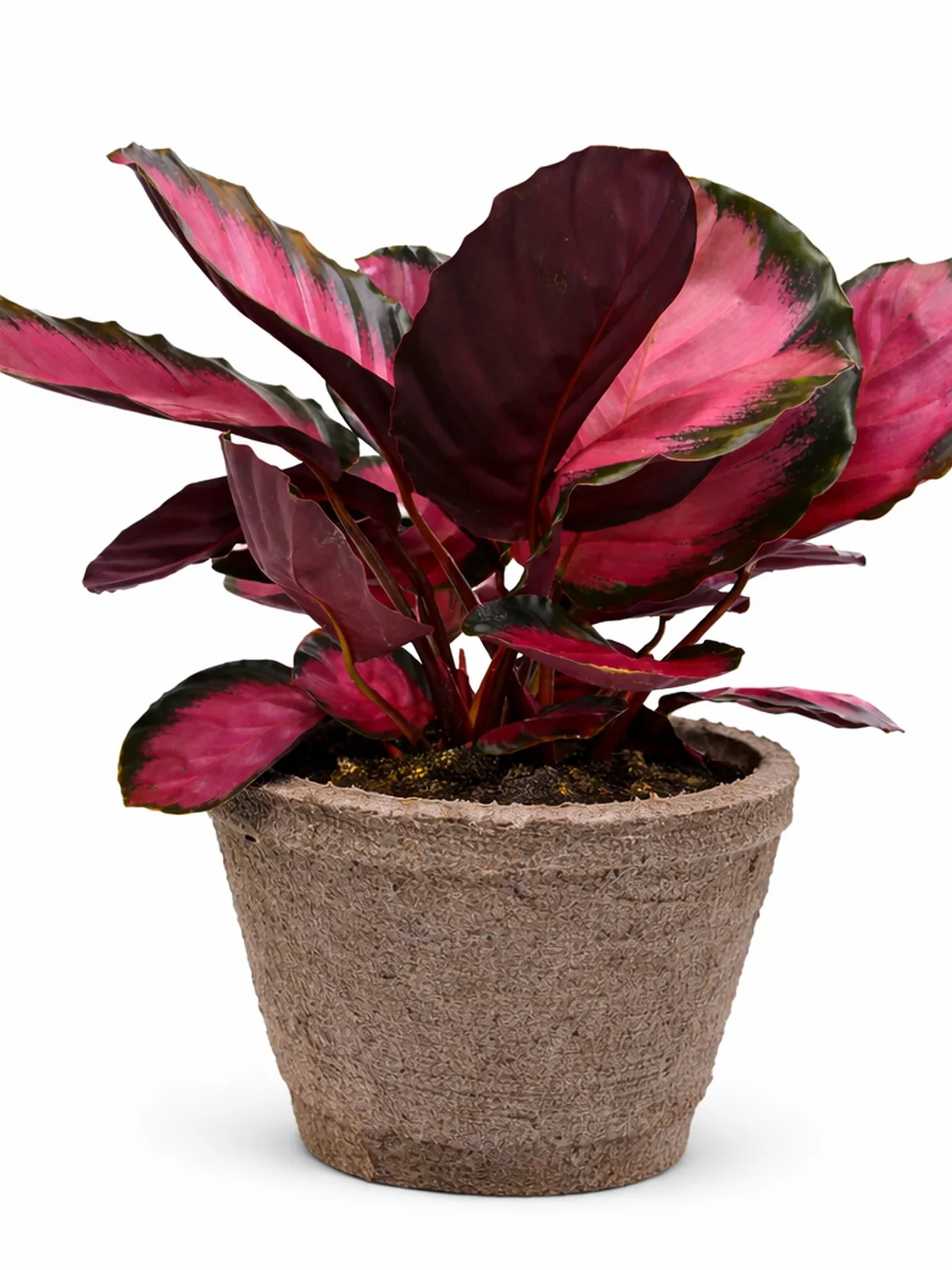 Calathea 