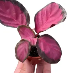 Calathea 'Purple Rose' — square crop