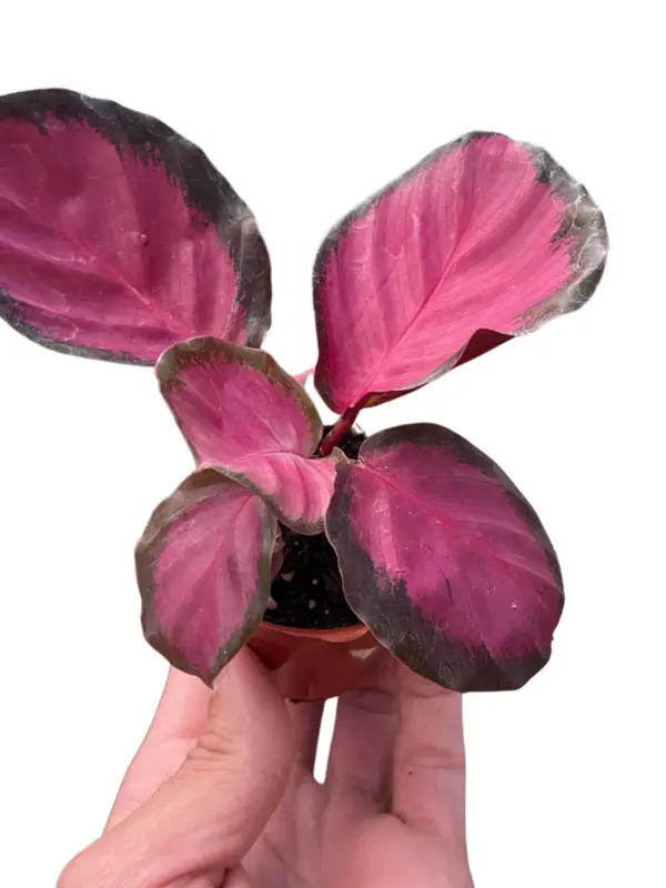 Calathea 'Purple Rose' — square crop