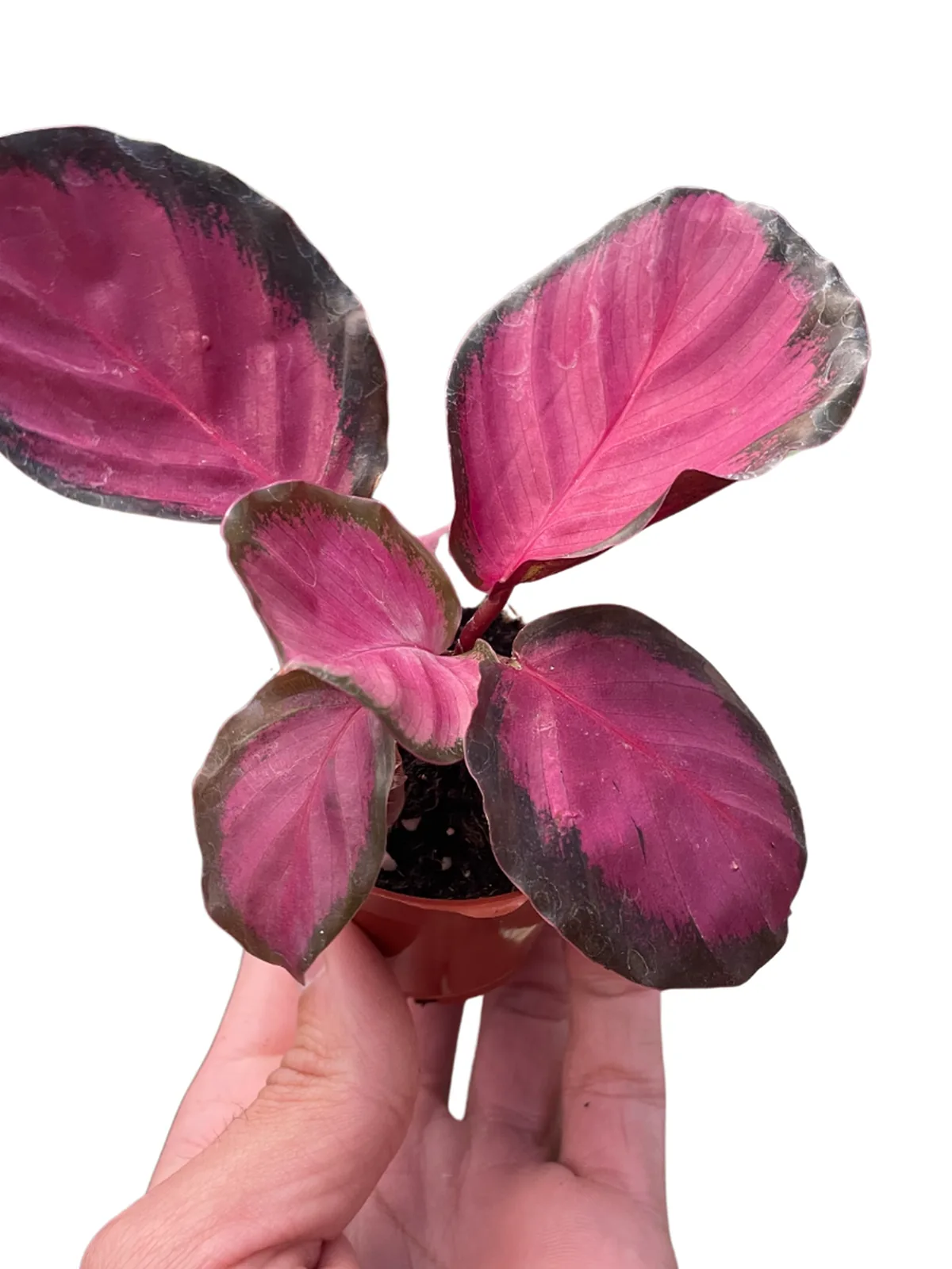 Calathea 