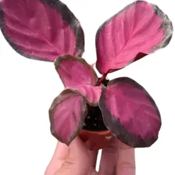 Calathea 'Purple Rose' — square crop