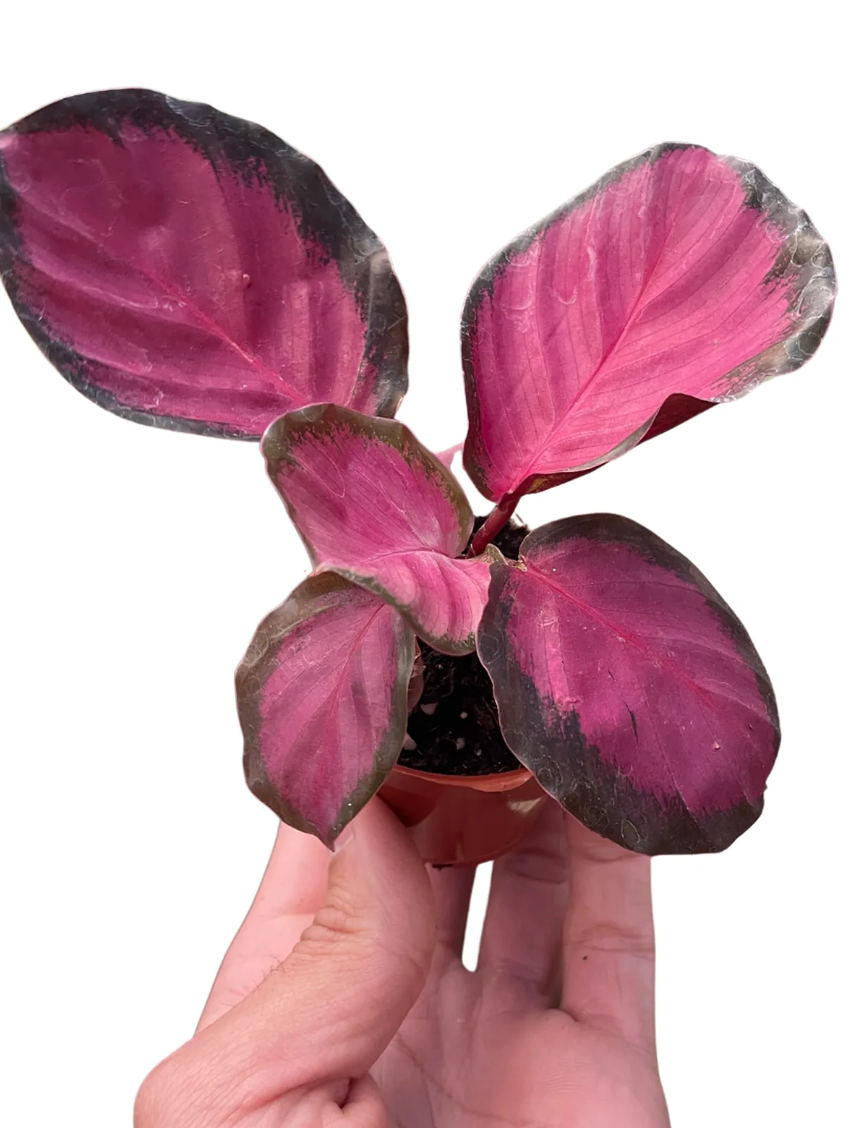 Calathea 