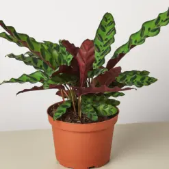 Calathea Lancifolia 'Rattlesnake' houseplant