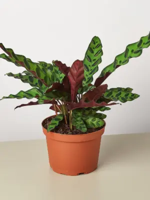 Calathea Lancifolia 'Rattlesnake' houseplant