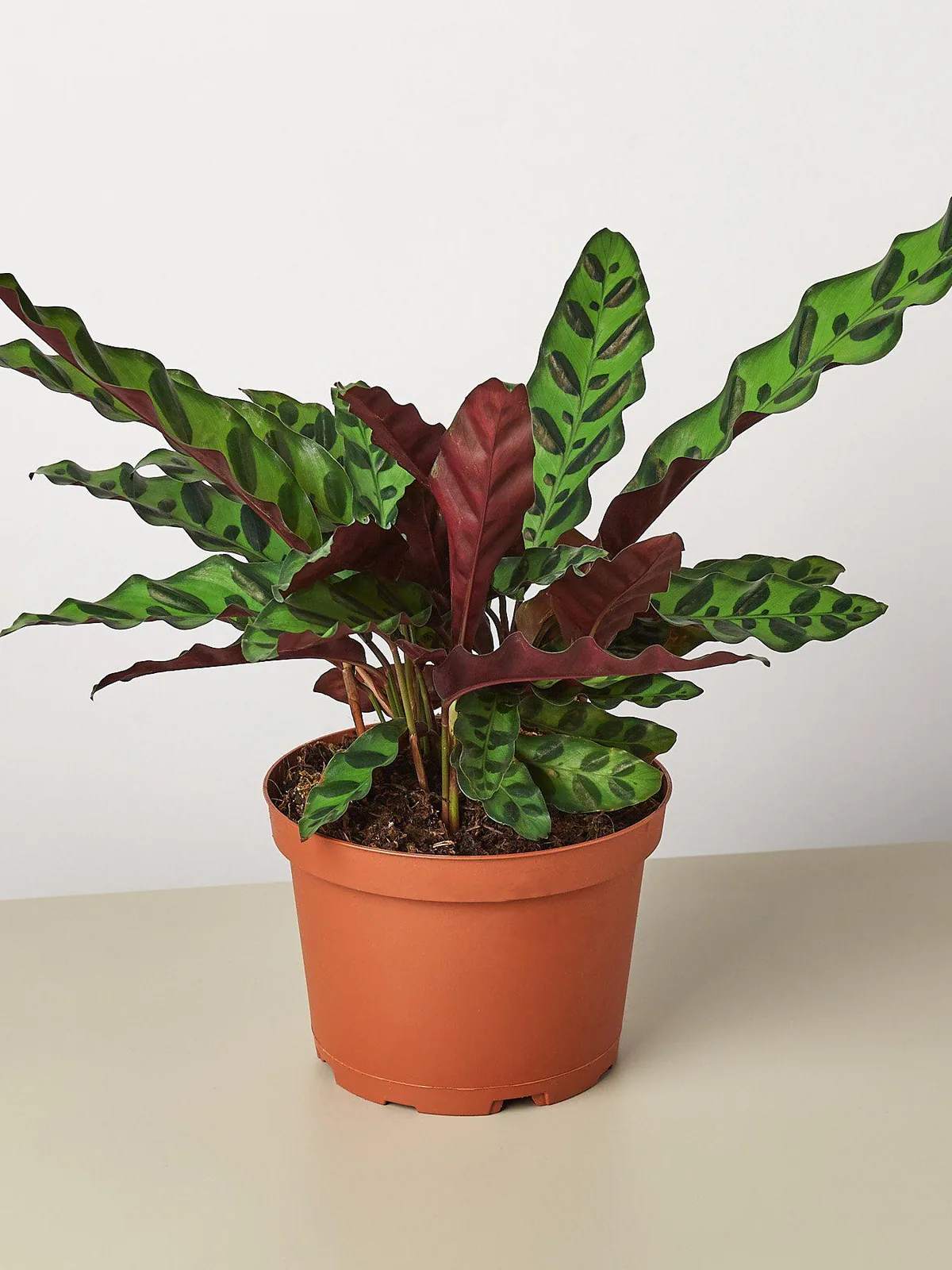 Calathea Lancifolia 