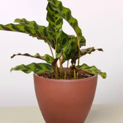 Calathea Lancifolia 'Rattlesnake' — additional view