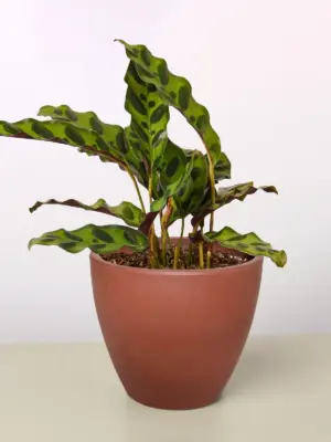 Calathea Lancifolia 'Rattlesnake' — additional view