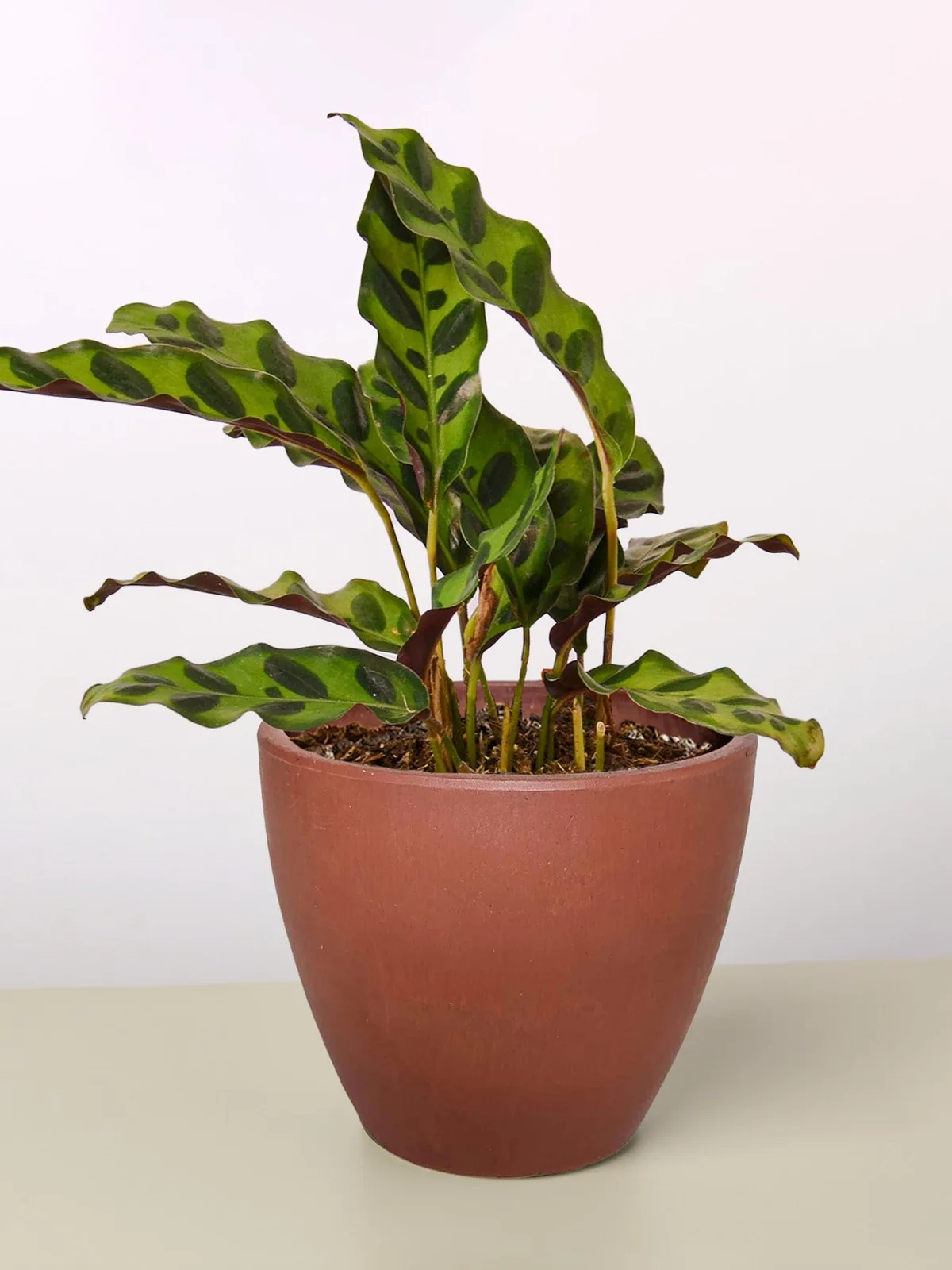 Calathea Lancifolia 
