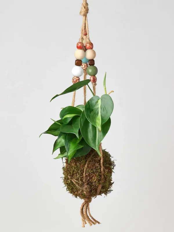 Calathea Lancifolia 'Rattlesnake' — additional view