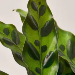 Calathea Lancifolia 'Rattlesnake' — leaf detail close-up