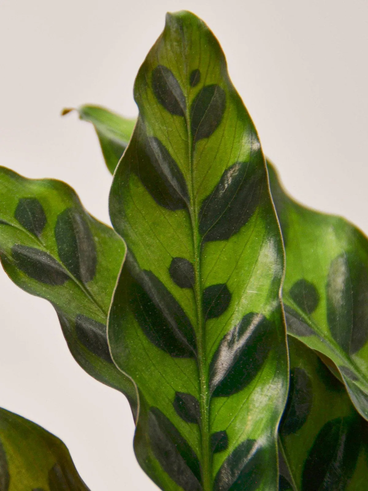 Calathea Lancifolia 