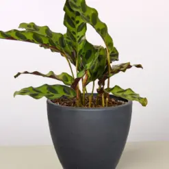 Calathea Lancifolia 'Rattlesnake' — additional view
