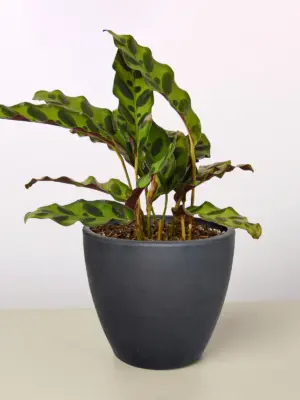 Calathea Lancifolia 'Rattlesnake' — additional view