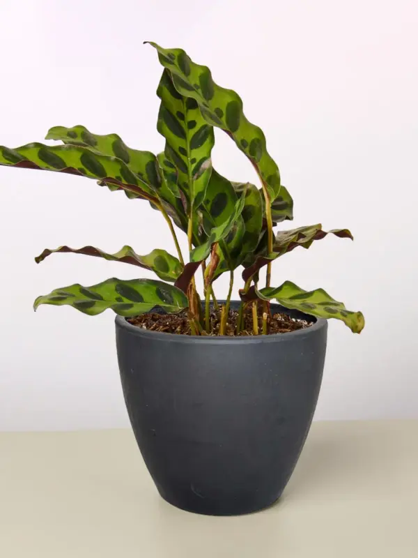 Calathea Lancifolia 'Rattlesnake' — additional view