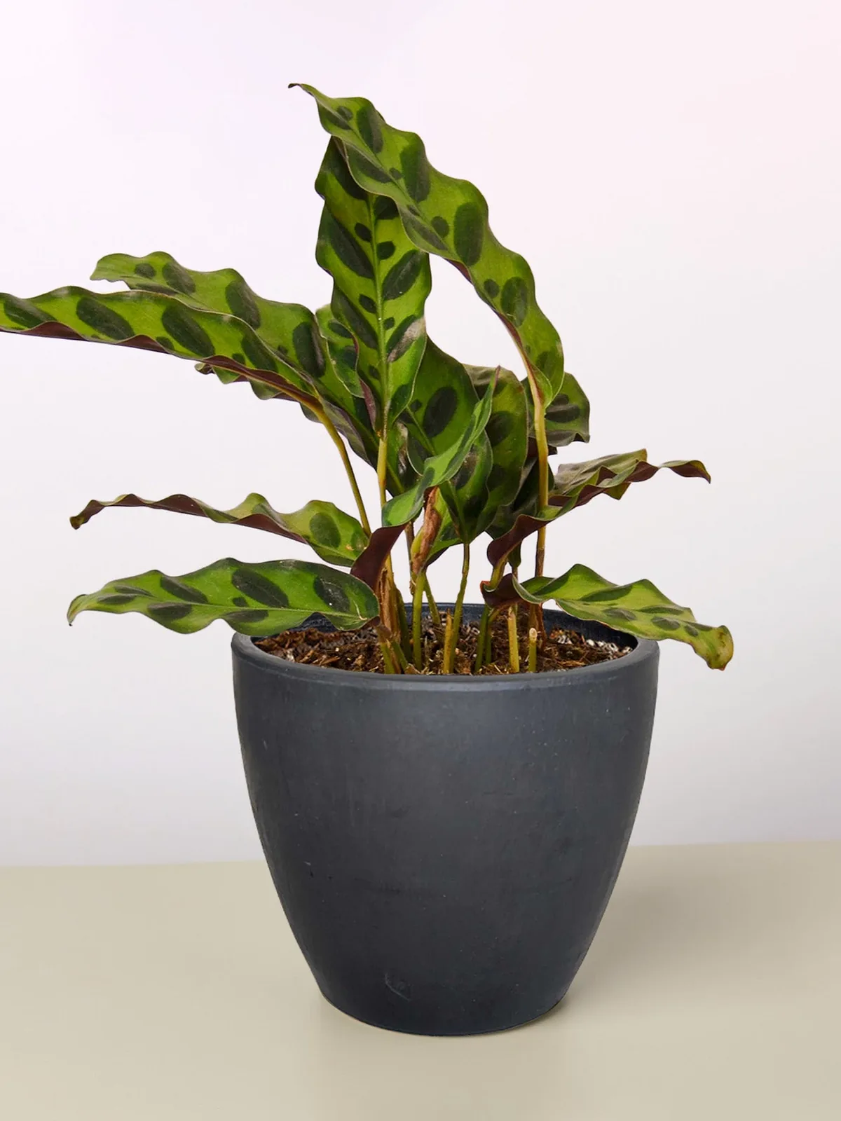 Calathea Lancifolia 