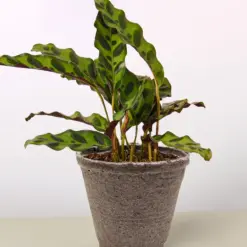 Calathea Lancifolia 'Rattlesnake' — additional view