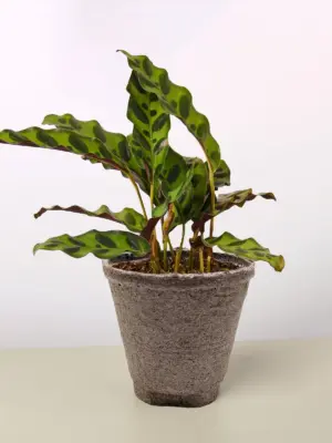 Calathea Lancifolia 'Rattlesnake' — additional view