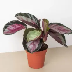 Calathea roseopicta 'Silvia' houseplant