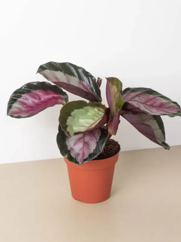 Calathea roseopicta 'Silvia' houseplant