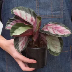 Calathea roseopicta 'Silvia' — additional view