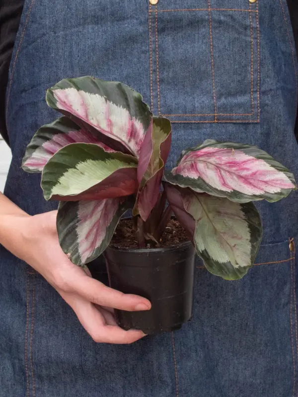 Calathea roseopicta 'Silvia' — additional view