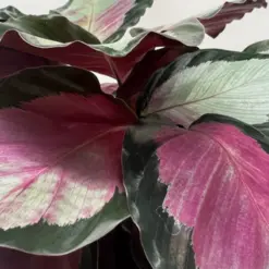 Calathea roseopicta 'Silvia' — additional view