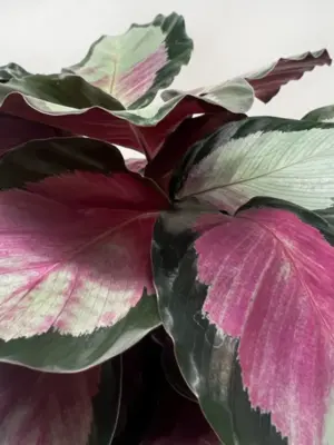 Calathea roseopicta 'Silvia' — additional view