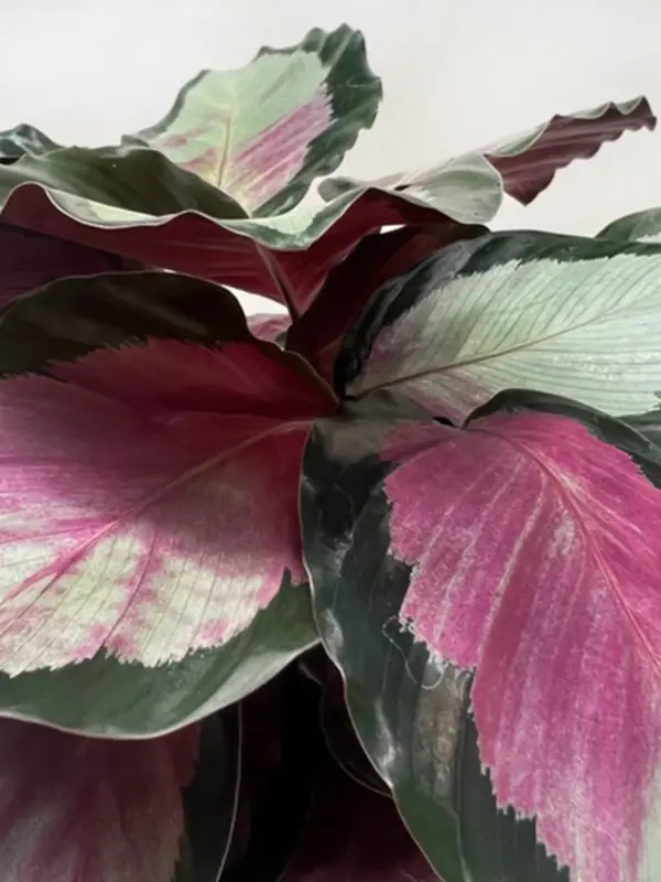 Calathea roseopicta 'Silvia' — additional view