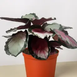 Calathea roseopicta 'Silvia' — additional view