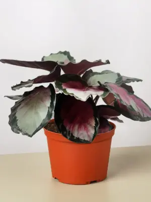 Calathea roseopicta 'Silvia' — additional view