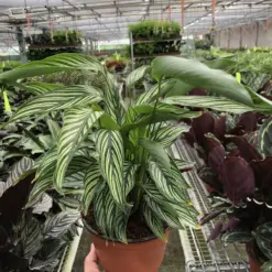Calathea 'Vittata' houseplant