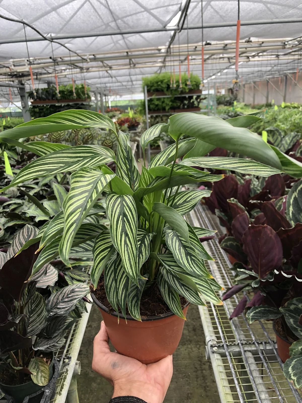 Calathea 