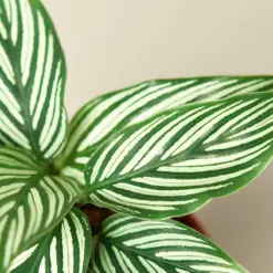Calathea 'Vittata' — leaf detail close-up