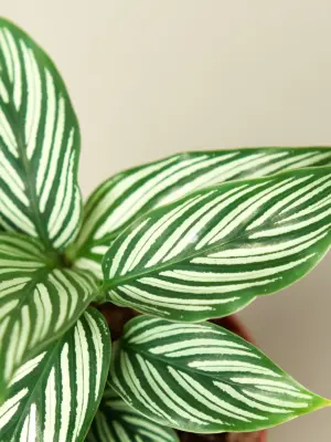 Calathea 'Vittata' — leaf detail close-up