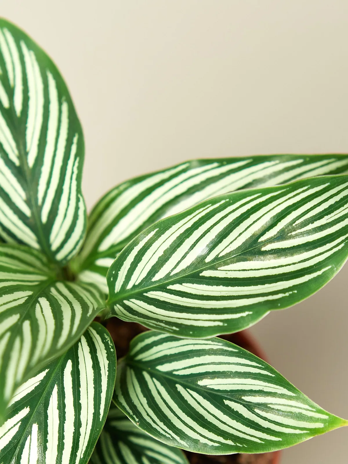 Calathea 